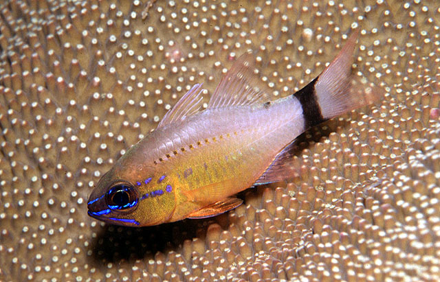 Apogon aureus (Pesce cardinale dall'anello)